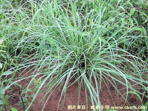 韭叶芸香草的功效与作用-韭叶芸香草的图片样子
