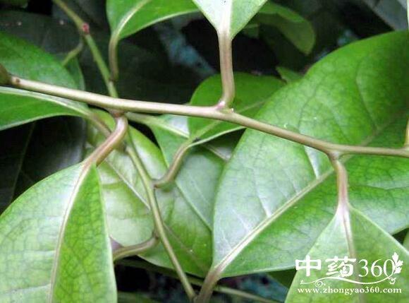 风藤草根的功效与作用-风藤草根的图片样子