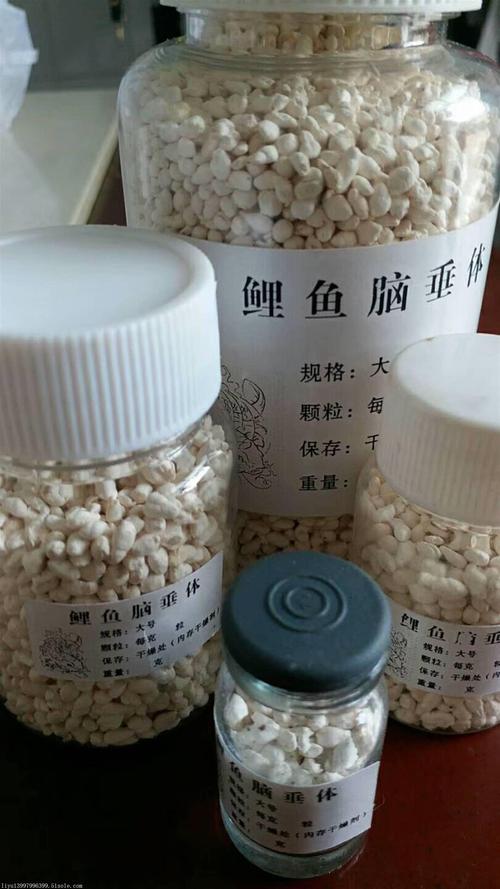 鲤鱼脑的功效与作用-鲤鱼脑的图片样子