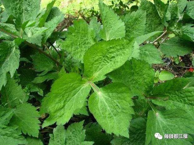 鹅脚板的功效与作用-鹅脚板的图片样子