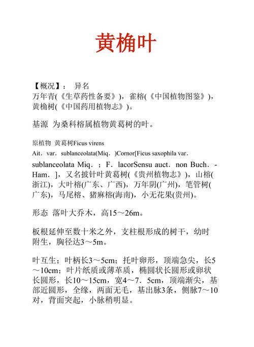 黄桷叶的功效与作用-黄桷叶的图片样子
