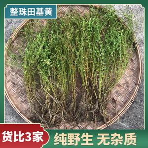 黄珠子草的功效与作用-黄珠子草的图片样子