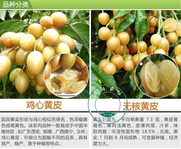 黄皮果核的功效与作用-黄皮果核的图片样子