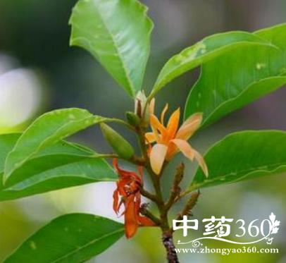 黄缅桂的功效与作用-黄缅桂的图片样子