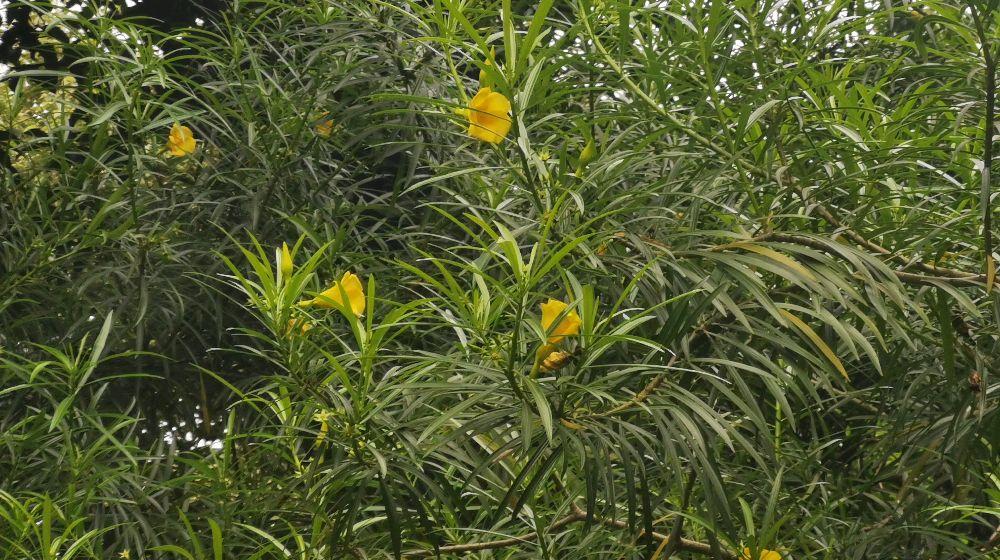 黄花夹竹桃叶的功效与作用-黄花夹竹桃叶的图片样子