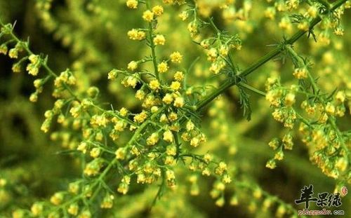 黄花蒿的功效与作用-黄花蒿的图片样子