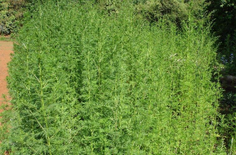黄花蒿子的功效与作用-黄花蒿子的图片样子