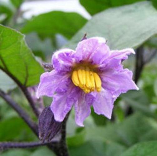 黄茄花的功效与作用-黄茄花的图片样子