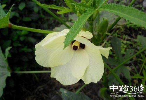 黄蜀葵花的功效与作用-黄蜀葵花的图片样子
