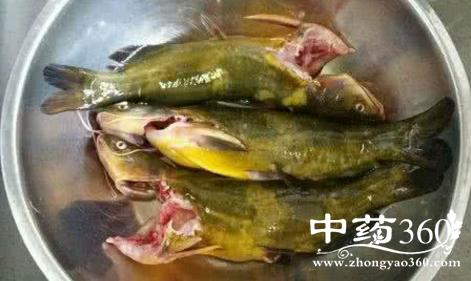 黄颡鱼涎的功效与作用-黄颡鱼涎的图片样子