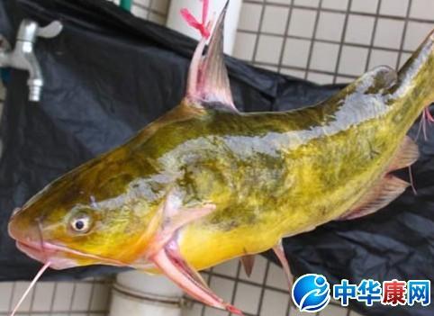 黄颡鱼颊骨的功效与作用-黄颡鱼颊骨的图片样子