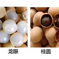 龙珠子的功效与作用-龙珠子的图片样子