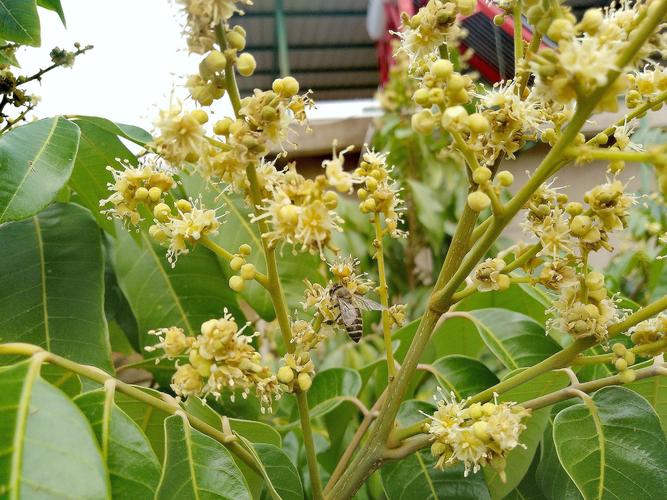 龙眼花的功效与作用-龙眼花的图片样子