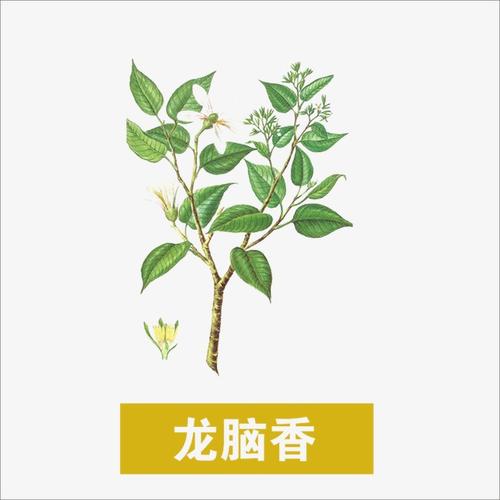 龙脑香子的功效与作用-龙脑香子的图片样子