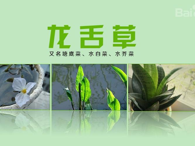 龙舌草的功效与作用-龙舌草的图片样子