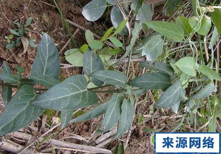 三十六荡的功效与作用-三十六荡的图片样子