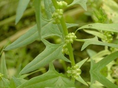 三面刀的功效与作用-三面刀的图片样子