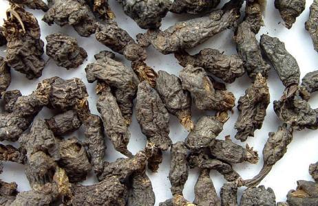 千年耗子屎种子的功效与作用-千年耗子屎种子的图片样子