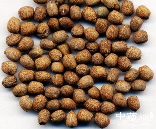 千金子的功效与作用-千金子的图片样子