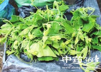 南瓜须的功效与作用-南瓜须的图片样子