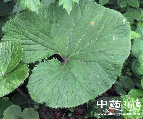 卵叶橐吾的功效与作用-卵叶橐吾的图片样子