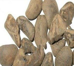 吕宋果的功效与作用-吕宋果的图片样子
