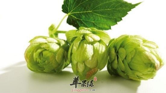 啤酒花的功效与作用-啤酒花的图片样子
