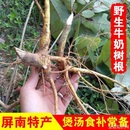 奶汁树的功效与作用-奶汁树的图片样子