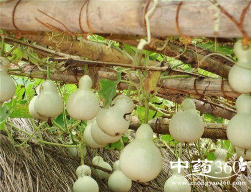 实葫芦的功效与作用-实葫芦的图片样子