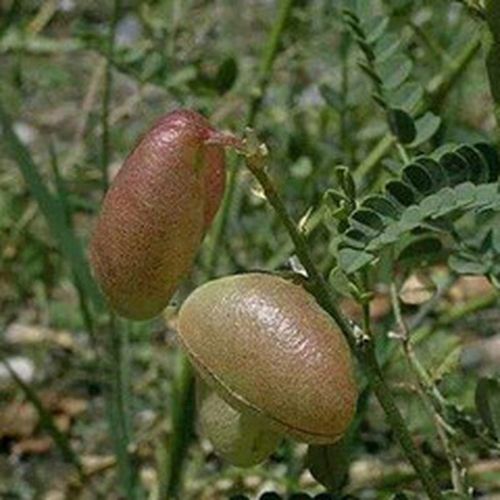 尿泡草的功效与作用-尿泡草的图片样子
