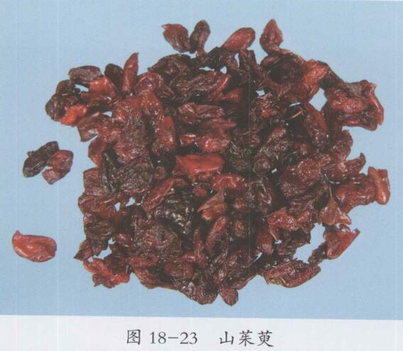 山根的功效与作用-山根的图片样子
