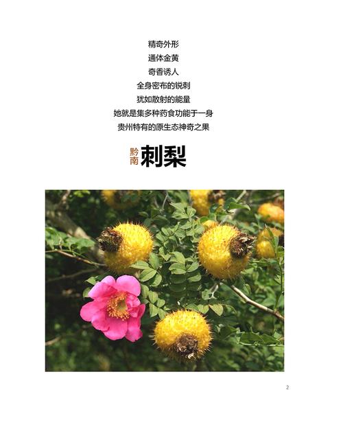 山刺梨的功效与作用-山刺梨的图片样子