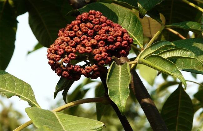 山吴萸果的功效与作用-山吴萸果的图片样子