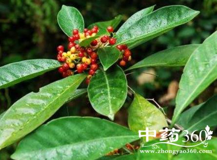 山大刀根的功效与作用-山大刀根的图片样子
