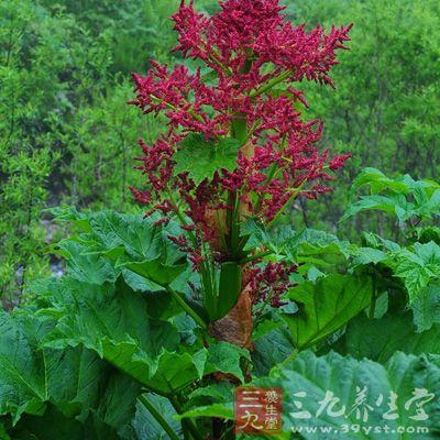 山大黄的功效与作用-山大黄的图片样子
