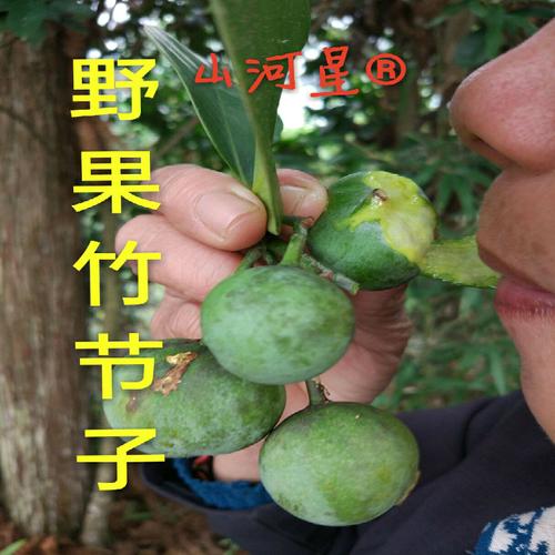 山枇杷的功效与作用-山枇杷的图片样子