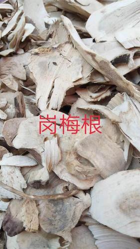 山梅花根皮的功效与作用-山梅花根皮的图片样子