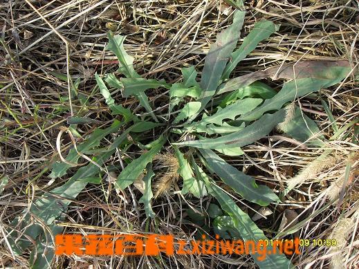 山苦菜的功效与作用-山苦菜的图片样子