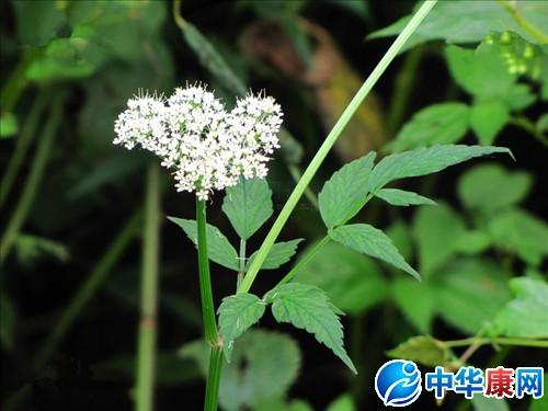 山茴芹的功效与作用-山茴芹的图片样子