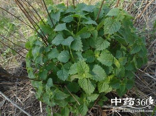 山薄荷的功效与作用-山薄荷的图片样子