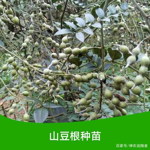山豆根1的功效与作用-山豆根1的图片样子