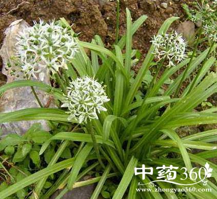 山韭菜的功效与作用-山韭菜的图片样子