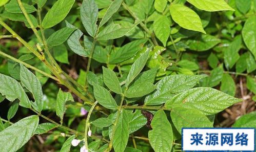 山马蝗的功效与作用-山马蝗的图片样子