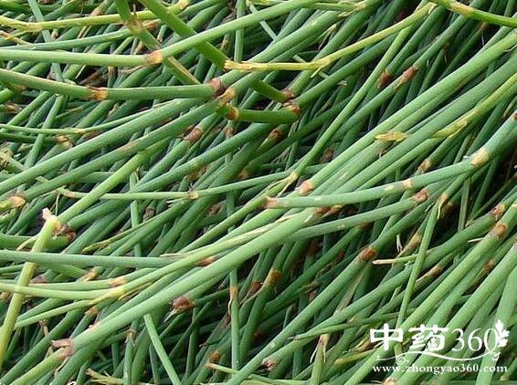 山麻黄的功效与作用-山麻黄的图片样子