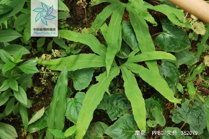 扇蕨的功效与作用-扇蕨的图片样子