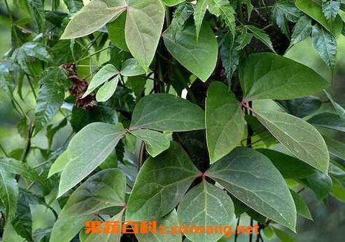 散血藤的功效与作用-散血藤的图片样子