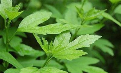 木槿叶的功效与作用-木槿叶的图片样子