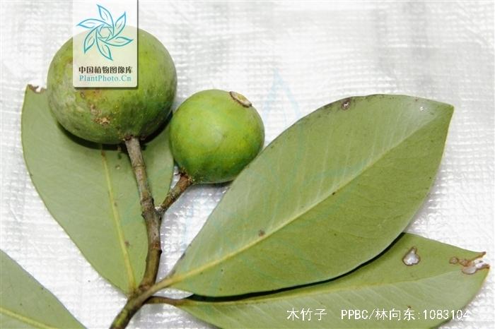木竹子的功效与作用-木竹子的图片样子