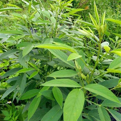 木豆叶的功效与作用-木豆叶的图片样子