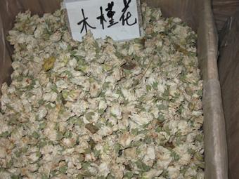 木锥花的功效与作用-木锥花的图片样子